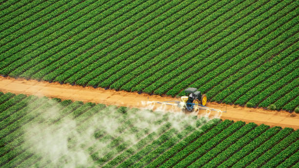 Best Termite Control Services  in Lyles, TN